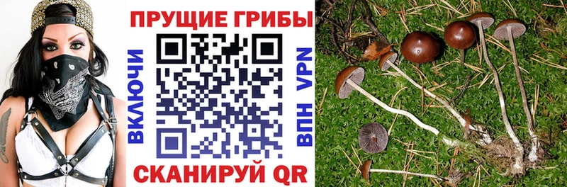 Псилоцибиновые грибы Psilocybe  купить закладку  Среднеуральск 